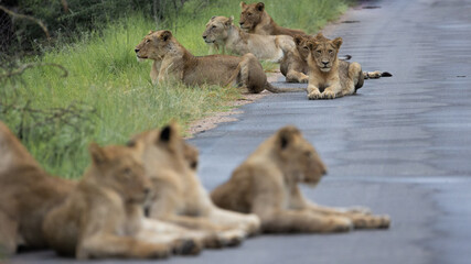 a large pride of lions in the road, Kruger national park.