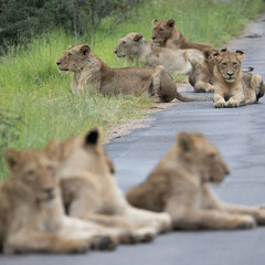 a large pride of lions in the road, Kruger national park.