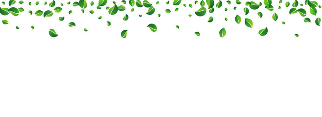 Grassy Leaf Transparent Vector Panoramic White