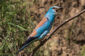 Blauracke (Coracias garrulus)