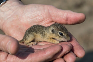 Ziesel (Citellus citellus) Jungtier © Rolf Müller