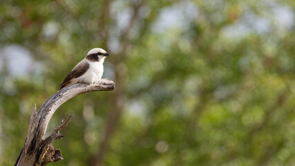 a southern white crowned shrike