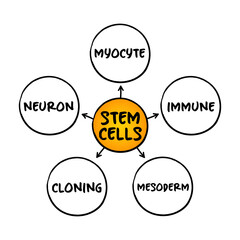 Stem cells - special human cells that are able to develop into many different cell types, medical mind map concept for presentations and reports