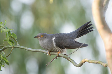 Kuckuck (Cuculus canorus)