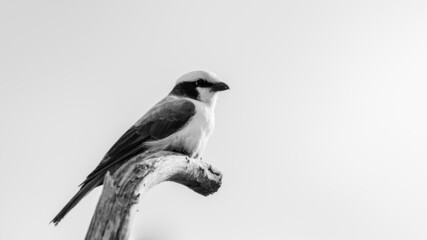 a southern white-crowned shrike