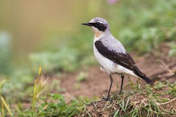 Steinschmätzer (Oenanthe oenanthe) Männchen