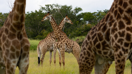 a tower of giraffes in Kruger