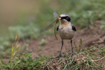 Steinschmätzer (Oenanthe oenanthe) Männchen