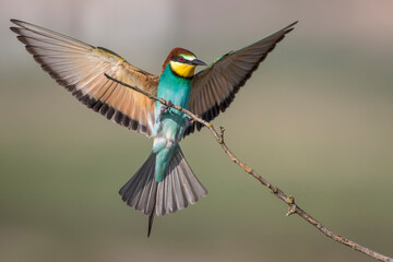 Bienenfresser (Merops apiaster)
