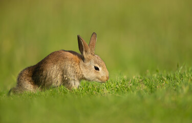 Close up of a cute little rabbit in green grass