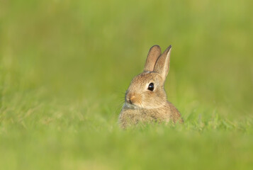 Fototapeta premium Close up of a cute little rabbit sitting in grass in spring