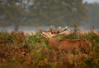 Close up of a red deer stag standing in a field of ferns