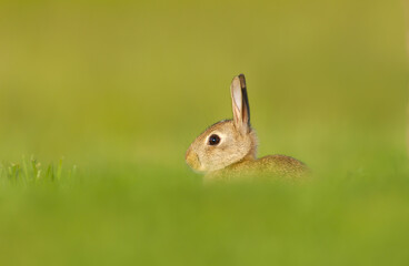Close up of a cute little rabbit sitting in green grass