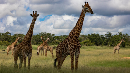 a tower of giraffes in Kruger