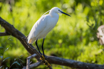 Seidenreiher (Egretta garzetta)