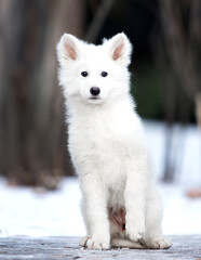 Fototapeta premium white puppy on a winter walk