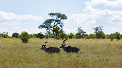 Naklejka premium two kudu bulls walking in the wild