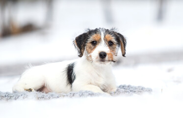 jack russell puppy on a winter walk