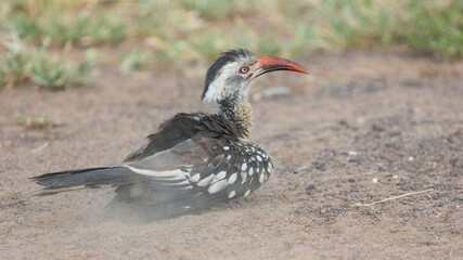red-billed hornbill having a dust bath