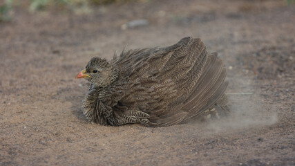 Natal spurfowl taking a dust bath