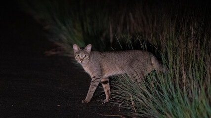 African wild cat at night time