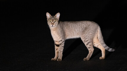 African wild cat at night time © Jurgens