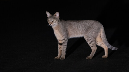 African wild cat at night time