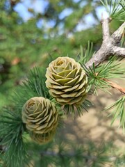 Young larch cones in spring.