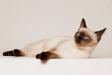 Birman kitten with beautiful blue eyes. Pets concept. Satisfied fluffy regdoll cat lies on gray...