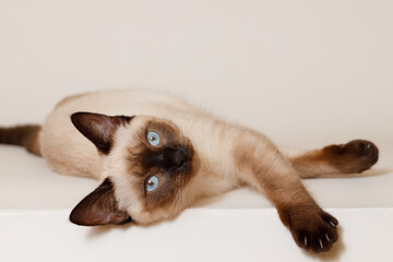 Birman kitten with beautiful blue eyes. Pets and lifestyle concept. Lovely fluffy regdoll cat on...