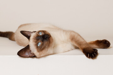 Birman kitten with beautiful blue eyes. Pets concept. Satisfied fluffy regdoll cat lies on gray background. Cat for advertising tape. Playful pet close-up.