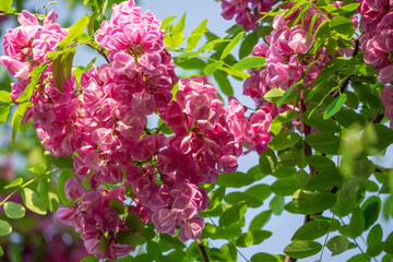 Pink acacia flowers with green leaves on a branch in the blue sky.