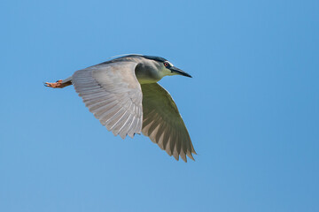 Nachtreiher (Nycticorax nycticorax)