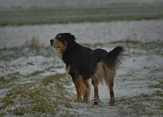 A dog for a walk near the forest in winter. © Adam
