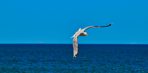 Möwe, Meer, See, Seagull, fliegt, landet, Horizont, anflug,