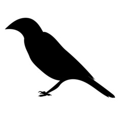 bird silhouette, on white background, vector, isolated