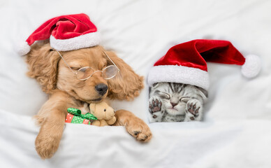 English Cocker Spaniel puppy  hugs toy bear and sleeps with cozy kitten  under warm  white blanket on a bed at home. Pets wearing red santa hats sleep together