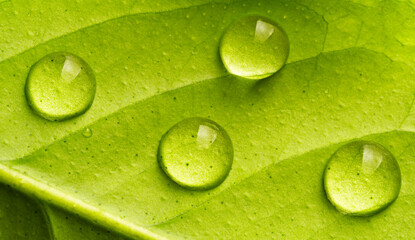 Fototapeta premium water drops on a green leaf