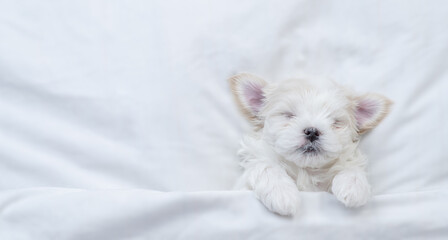 Tiny white Maltese puppy sleeps under warm blanket on a bed at home. Top down view. Empty space for text