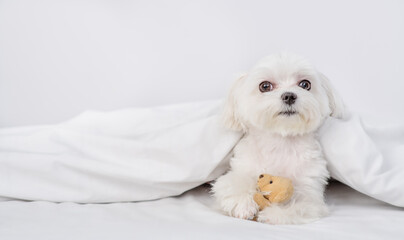 Cute white Maltese puppy hugs favorite toy bear under white warm blanket on a bed at home and looks at camera. Empty space for text