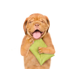 Yawning Mastiff puppy holds a pillow.  isolated on white background