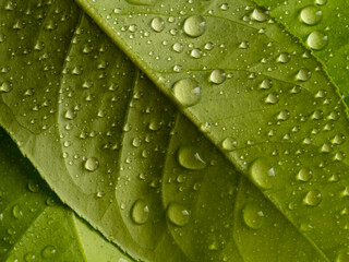 water drops on a green leafs