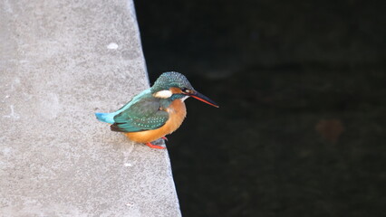 野鳥の宝石と言われているカワセミの写真
