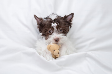 Cute Biewer Yorkshire terrier  puppy hugs favorite toy bear on a bed at home and. Top down view