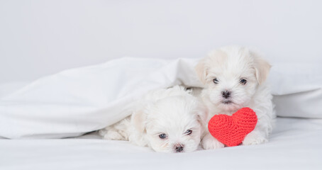 Two tiny Maltese puppies sits with red heart together under a white blanket on a bed at home. Empty space for text