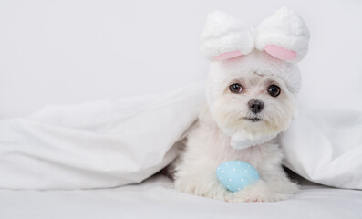 Maltese puppy puppy wearing easter rabbits ears lies with  painted egg on a bed under warm white blanket at home. Empty space for text