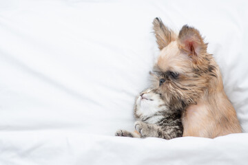 Friendly Brussels Griffon puppy hugs tiny tabby fold kitten under white warm blanket on a bed at...