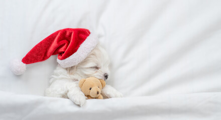 Tiny white Maltese puppy wearing red santa hat sleeps and hugs toy bear under white blanket at home. Top down view. Empty space for text