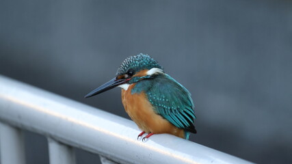 野鳥の宝石と言われているカワセミの写真