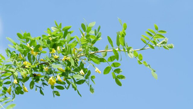 Caragana or Siberian pea-tree branch with bright vivid blue isolated background in warm sunny day
